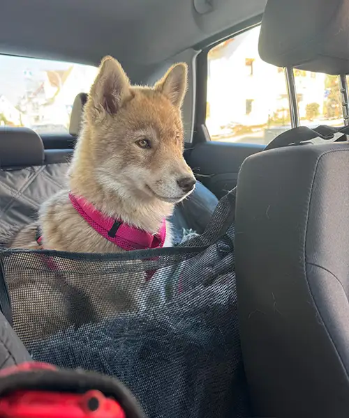 Hund Queeny - in Ausbildung als Therapiehund